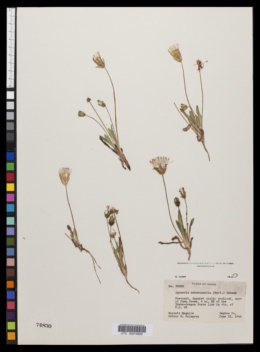 Agoseris heterophylla subsp. heterophylla image