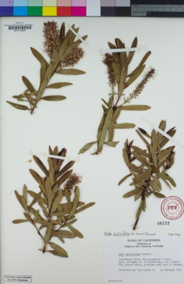 Image of Veronica salicifolia