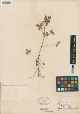 Image of Geranium hernandesii