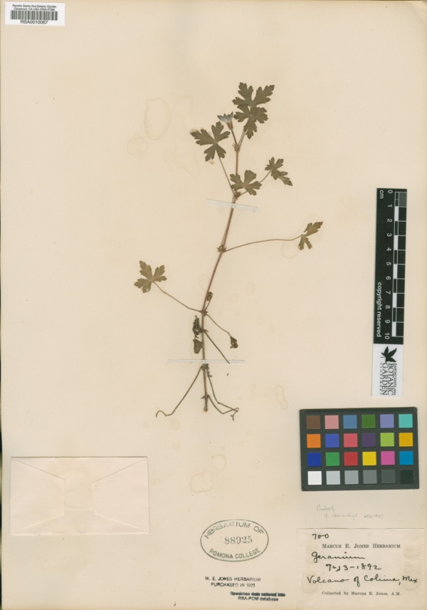 Geranium hernandesii image