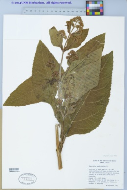 Image of Critonia quadrangularis