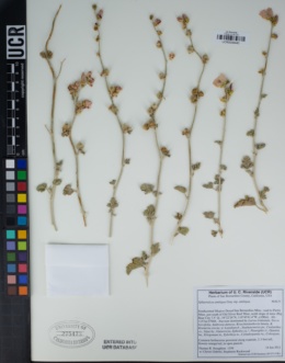 Sphaeralcea ambigua subsp. ambigua image