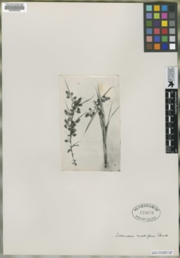 Racinaea multiflora image