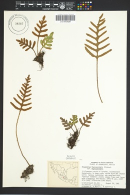 Polypodium thyssanolepis var. thyssanolepis image