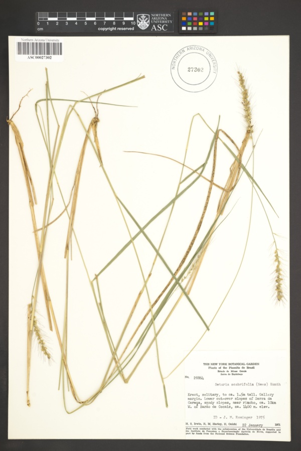 Setaria scabrifolia image