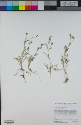 Gilia clivorum image