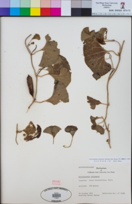 Image of Aristolochia chilensis