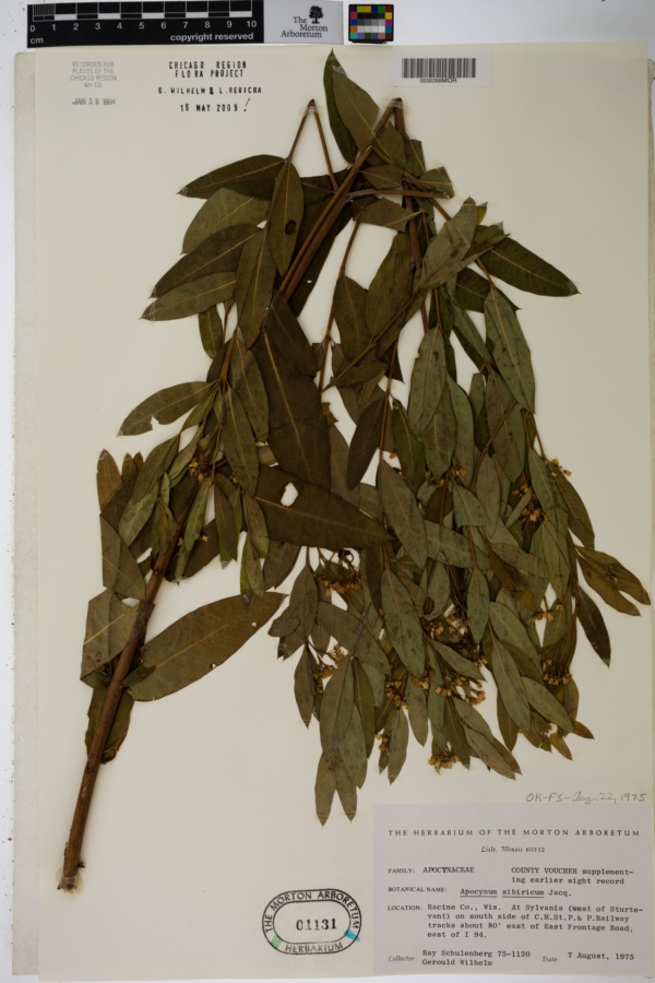 Apocynum cannabinum var. hypericifolium image