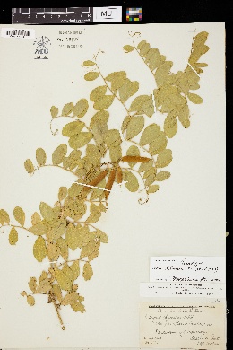 Lathyrus japonicus var. parviflorus image