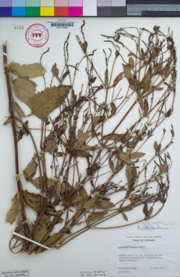Verbena lasiostachys image
