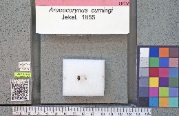 Araecerus cumingi image