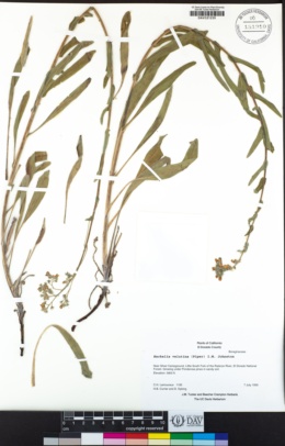 Hackelia velutina image