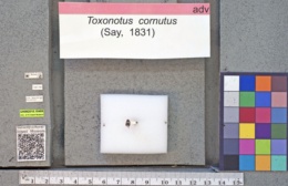 Toxonotus cornutus image