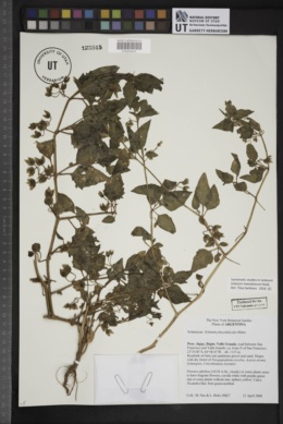 Solanum tweedianum image
