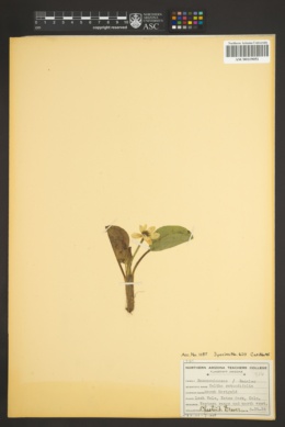Caltha rotundifolia image
