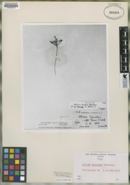 Image of Allium kessleri