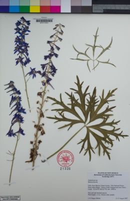 Image of Delphinium geraniifolium