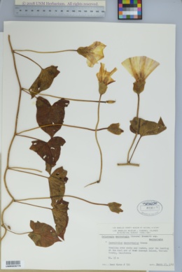 Calystegia macrostegia subsp. macrostegia image
