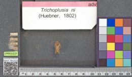 Trichoplusia ni image