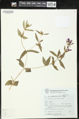 Cuphea procumbens image