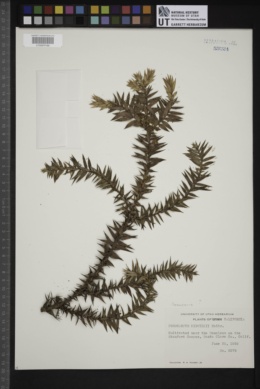 Araucaria bidwillii image