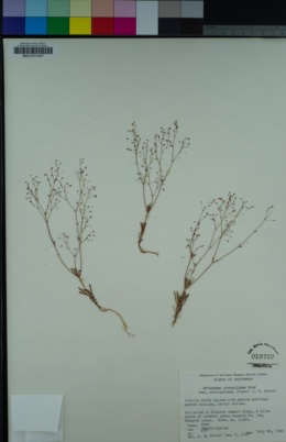 Eriogonum spergulinum image