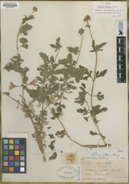 Verbena lilacina image
