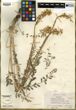 Astragalus sheldonii image