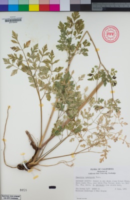 Image of Osmorhiza brachypoda