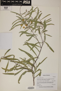 Acacia salicina image