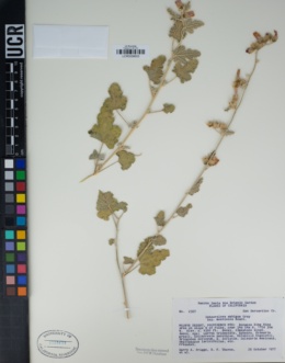 Sphaeralcea ambigua var. monticola image