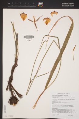 Calochortus fimbriatus image