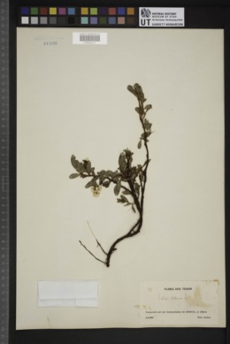 Salix retusa image