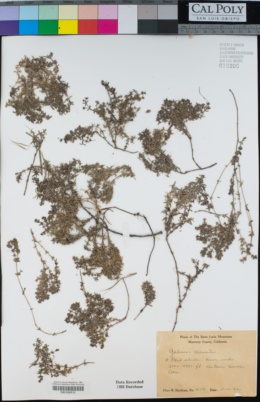 Image of Galium clementis