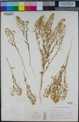 Lepidium jaredii image
