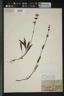 Penstemon procerus subsp. aberrans image