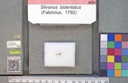 Image of Silvanus bidentatus