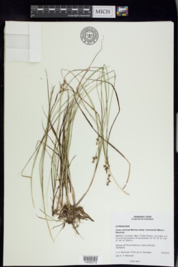 Carex echinata subsp. townsendii image