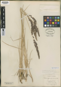 Calamagrostis micrantha image