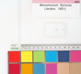 Monomorium floricola image