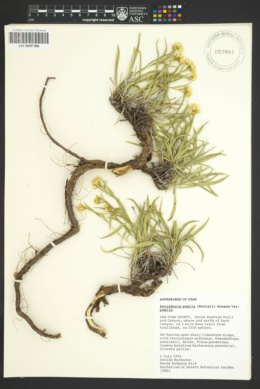 Petradoria pumila subsp. pumila image