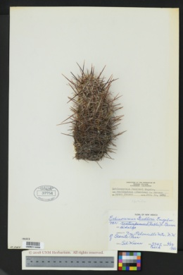Echinocereus fendleri var. rectispinus image