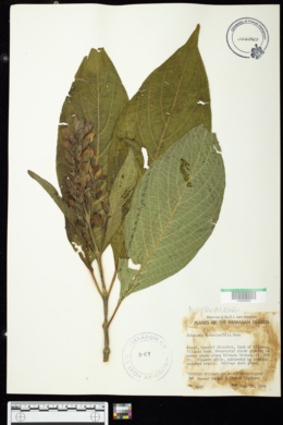 Adhatoda cydoniifolia image