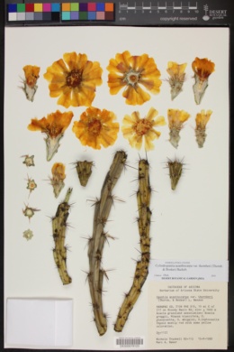 Cylindropuntia acanthocarpa subsp. thornberi image