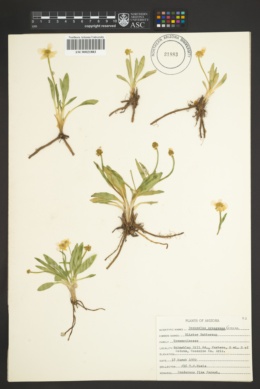 Ranunculus oreogenes image