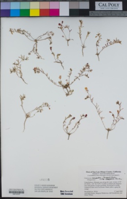Camissonia campestris subsp. obispoensis image