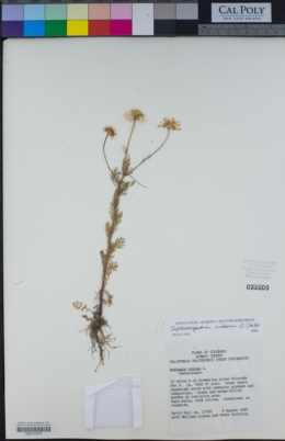 Tripleurospermum inodorum image