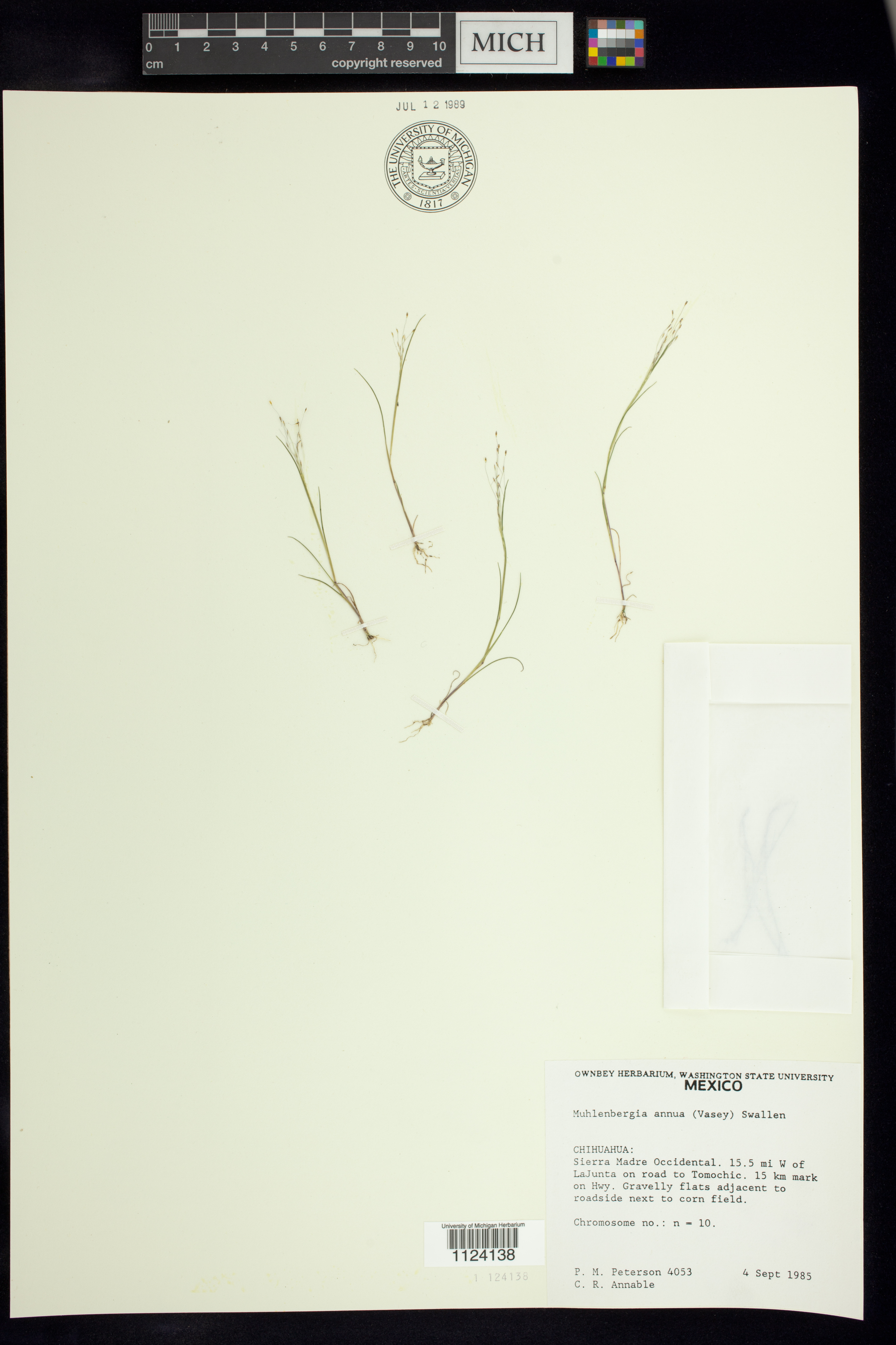 Muhlenbergia annua image