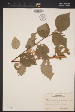 Image of Ulmus japonica