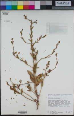 Camissonia crassifolia image